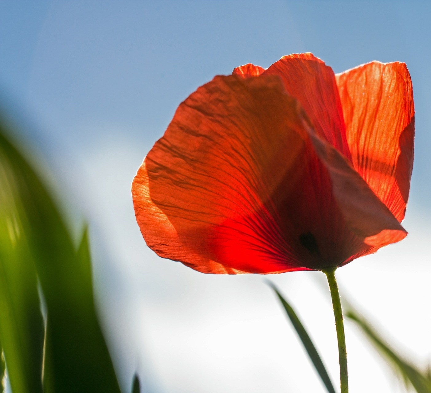 “For Our Tomorrow” – Remembrance Sunday