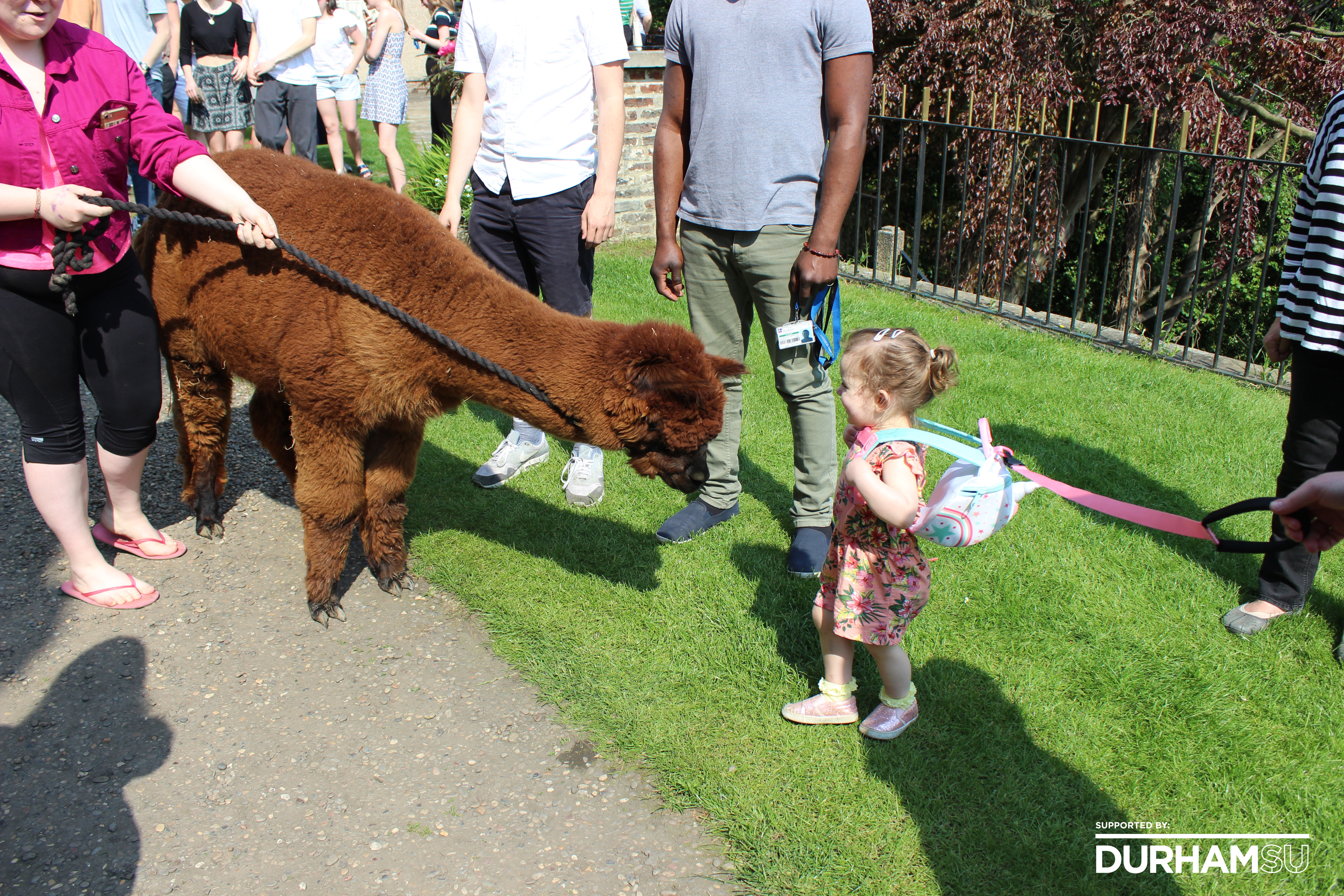 Ordinands and Alpacas